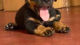 Rottweiler Female Puppies