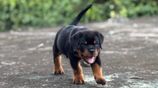 Rottweiler Female Puppies