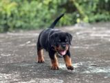 Rottweiler Female Puppies