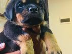 Rottweiler Female Puppies