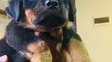 Rottweiler Female Puppies