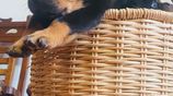 Rottweiler Female Puppies
