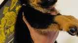 Rottweiler Female Puppies
