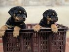 Rottweiler Female Puppies