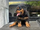 Rottweiler Female Puppies