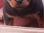 Rottweiler Female Puppies