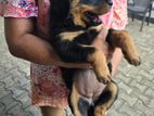 Rottweiler Female Puppies