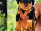 Rottweiler Puppies