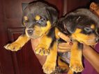 Female Rottweiler Puppy