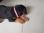Female Rottweiler Puppy