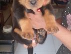 Female Rottweiler Puppy