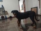 Rottweiler Female Dog