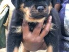 Rottweiler Female Puppies