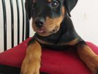 Rottweiler Female Puppy