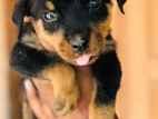 Rottweiler Female Puppies