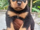 Rottweiler Female Puppies