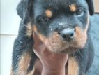 Rottweiler Female Puppies