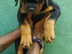 Rottweiler Female Puppies