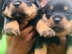 Rottweiler Female Puppies