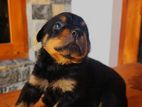 Rottweiler Female Puppies