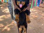 Rottweiler Female Puppy