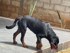 Rottweiler Female Puppy