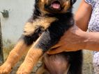 Rottweiler Female Puppy
