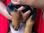 Rottweiler Female Puppy