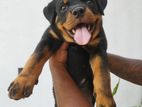 Rottweiler Female Puppy