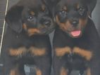 Rottweiler Female Puppy