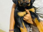 Rottweiler Female puppy