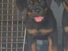 Rottweiler Female Puppy