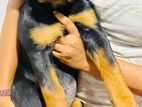 Rottweiler Female Puppy