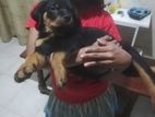 Rottweiler Female Puppy