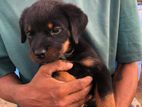 Rottweiler Female Puppy
