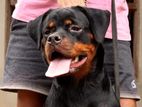 Rottweiler Female Puppy
