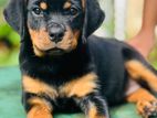 Rottweiler Female Puppy