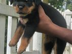 Rottweiler Female Puppy