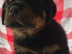 Rottweiler Female Puppy