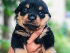 Rottweiler Female Puppy