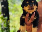 Rottweiler Female Puppy