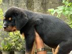Rottweiler Female Puppeis