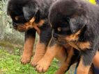 Rottweiler Female Puppy