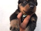 Rottweiler Female Puppy