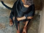 Rottweiler Female Puppy