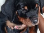 Rottweiler Female Puppy