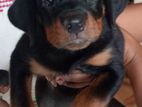 rottweiler female puppy