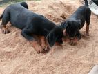 rottweiler female puppy