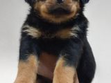 Rottweiler Female Puppy