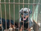 Rottweiler Female Puppy